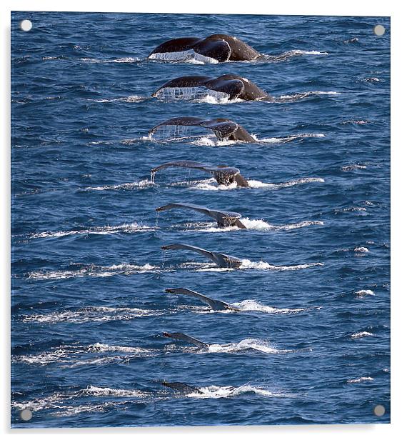 Humpback Whale dive sequence Acrylic by James Bennett (MBK W
