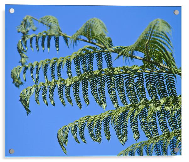 Tree fern unfurling Acrylic by James Bennett (MBK W
