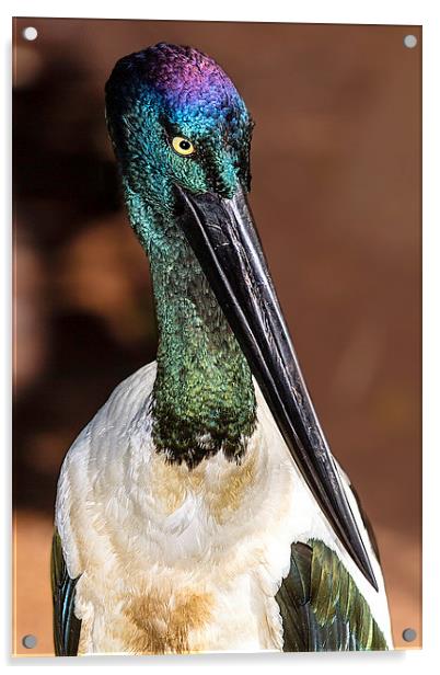 Australian Jabiru Bird Portrait Acrylic by James Bennett (MBK W