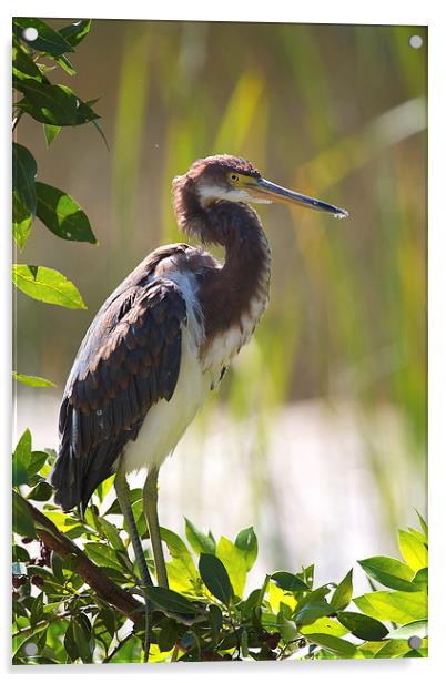 Tricolored Heron in Florida Everglades Acrylic by James Bennett (MBK W