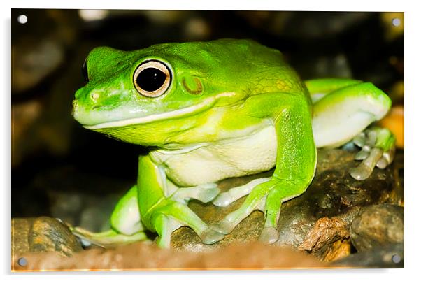 Bright green Tree Frog Acrylic by James Bennett (MBK W