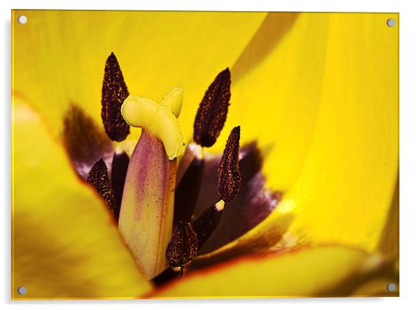 Picotee yellow tulip macro Acrylic by James Bennett (MBK W