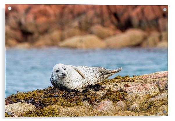  Cute Grey Seal Pup on Mull Scotland Acrylic by James Bennett (MBK W
