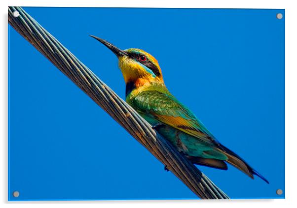  Bird on a wire (Rainbow Bee eater) Queensland Aus Acrylic by James Bennett (MBK W