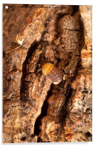 Rubber Ducky Isopod Cubaris on cork bark Acrylic by Gregory Culley
