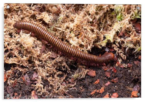 Amber West African Millipede, Pelmatojulus ligulatus Acrylic by Gregory Culley