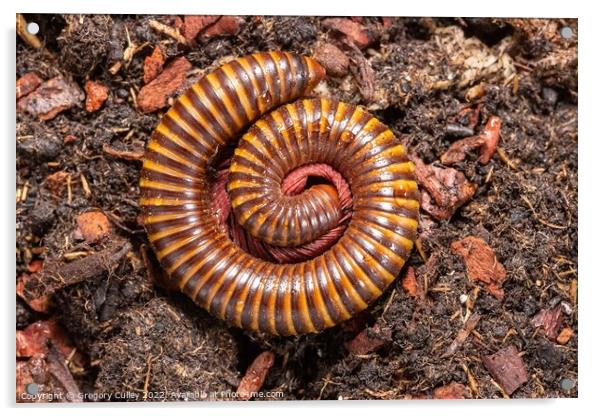 Amber West African Millipede curled up, Pelmatojulus ligulatus Acrylic by Gregory Culley