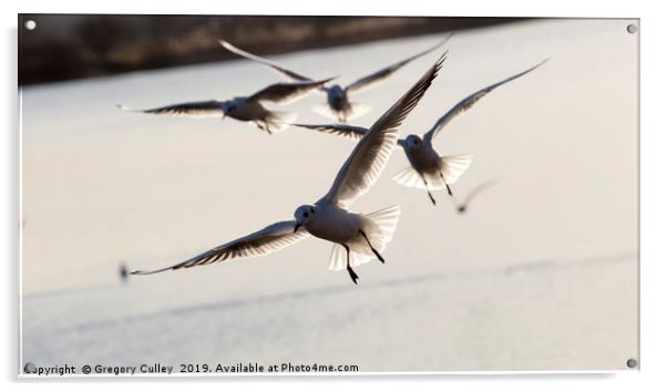 Sea birds in flight Acrylic by Gregory Culley