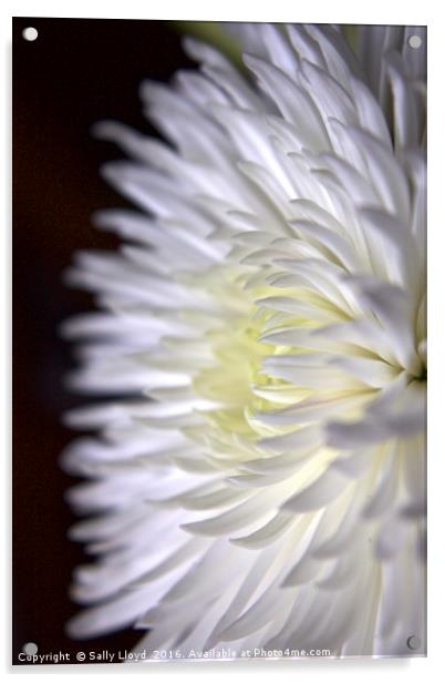 White Flower Two Acrylic by Sally Lloyd