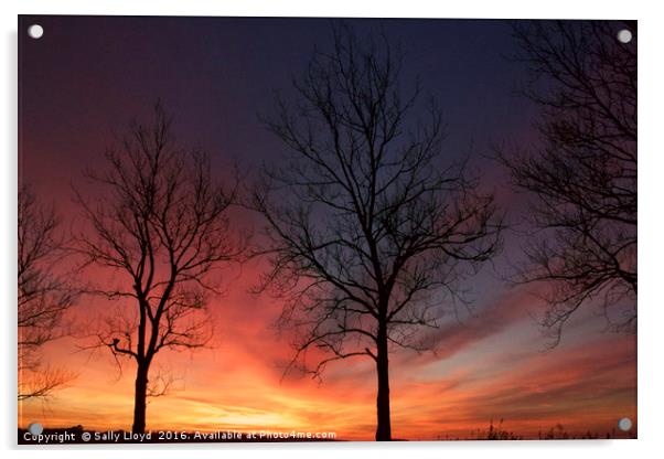 Sunset Trees at Holkham Acrylic by Sally Lloyd