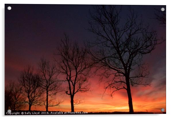 Sunset Trees at Holkham landscape Acrylic by Sally Lloyd