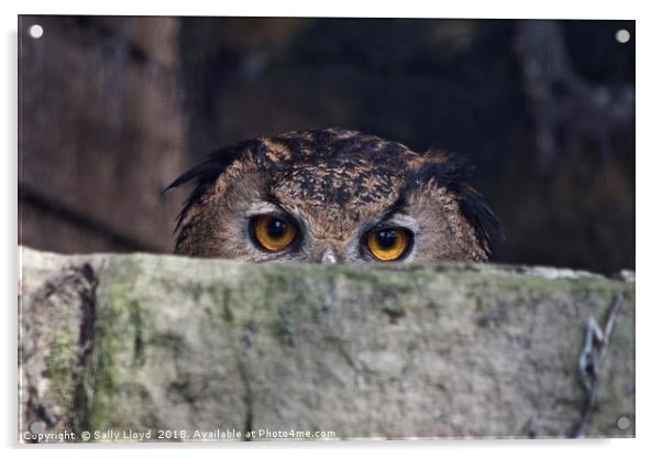 The Watchful Owl Acrylic by Sally Lloyd