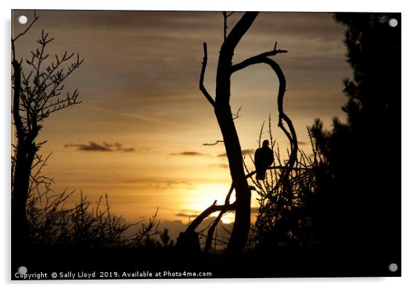 Sunset Bird Acrylic by Sally Lloyd