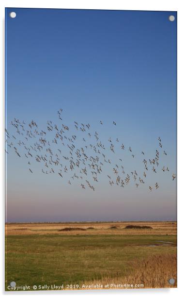 Birds in Flight at Blakeney Acrylic by Sally Lloyd
