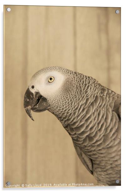 African Grey Parrot Acrylic by Sally Lloyd