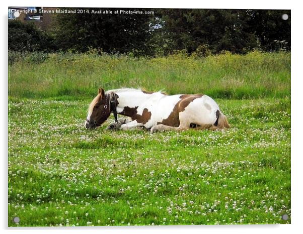 Lying horse eating grass Acrylic by Steven Maitland