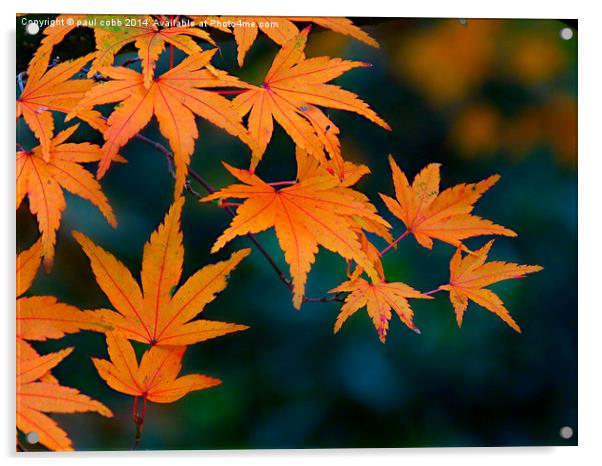  Autumn colours. Acrylic by paul cobb