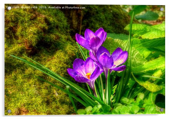 Spring crocuses. Acrylic by paul cobb