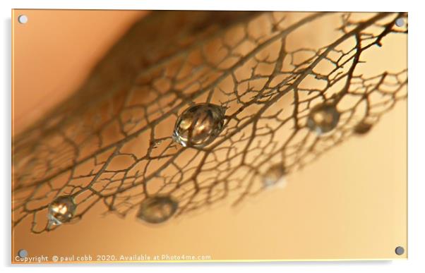 Hydrangea leave, Acrylic by paul cobb
