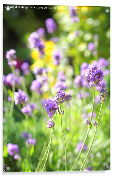 Summer lavender meadow Acrylic by Malgorzata Larys