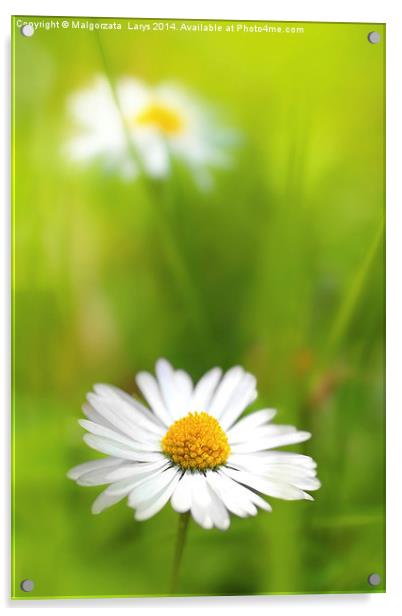 Beautiful, soft daisies Acrylic by Malgorzata Larys