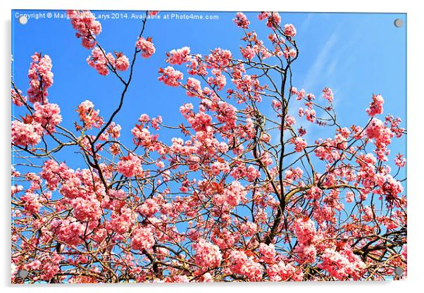 Japanese cherry tree branches against blue sky Acrylic by Malgorzata Larys
