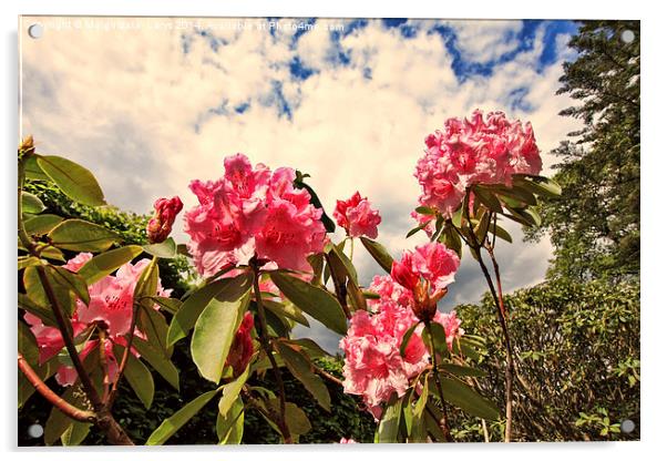 Pink rhododendron flowers against the sky Acrylic by Malgorzata Larys