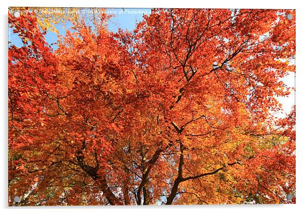 Beautiful, red autumnal leaves background Acrylic by Malgorzata Larys