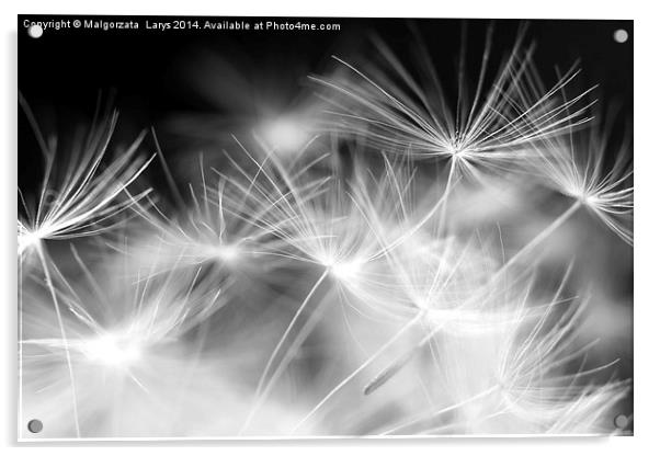 Macro beauty dandelion Acrylic by Malgorzata Larys