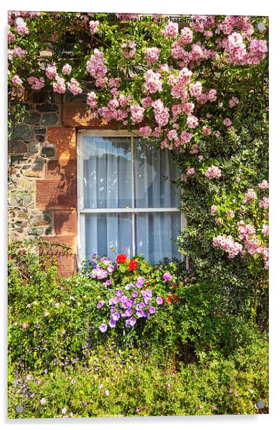 Stone cottage in Scotland with window and climbing Acrylic by Malgorzata Larys