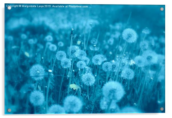 Beautiful dreamy dandelions in blue Acrylic by Malgorzata Larys