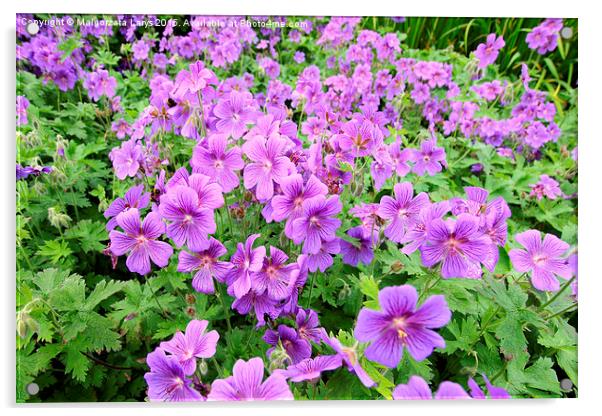 Violet geranium flowers along the path Acrylic by Malgorzata Larys