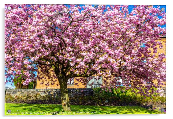 Beautiful Japanese cherry tree blossom in Airdrie Acrylic by Malgorzata Larys