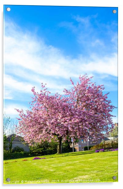 Beautiful Japanese cherry tree blossom in Airdrie Acrylic by Malgorzata Larys