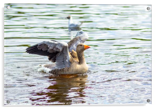 Canada goose on canal water Acrylic by Malgorzata Larys