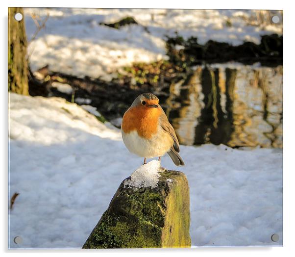 Robin on an Icy Rock Acrylic by Ellie Rose