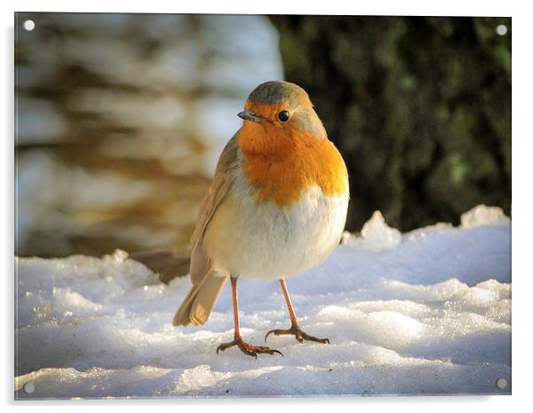 Robin in the Snow Acrylic by Ellie Rose