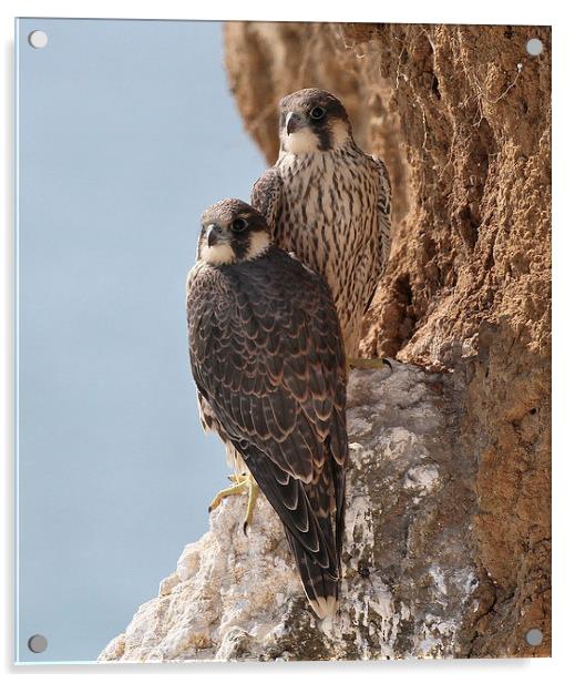 Peregrine Falcons Juveniles Acrylic by John Ball