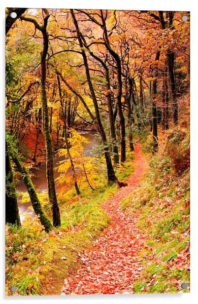 Autumn on the Coleridge Way Acrylic by Dave Rowlatt