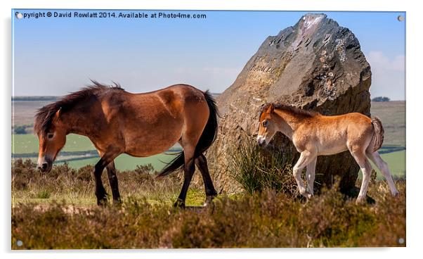 Exmoor Mare and Foal Acrylic by Dave Rowlatt