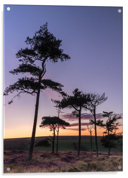 Sunset Copse Acrylic by Dave Rowlatt