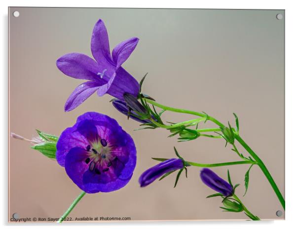 Purple flower Acrylic by Ron Sayer