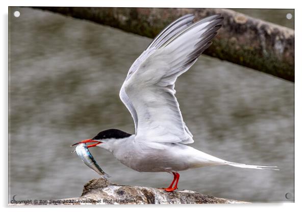 Artic Tern whith fish Acrylic by Ron Sayer