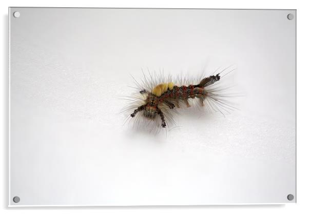  Western Tussock Moth Caterpillar Acrylic by Ron Sayer