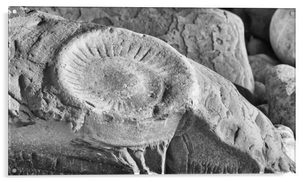 Ammonite Acrylic by Mark Godden