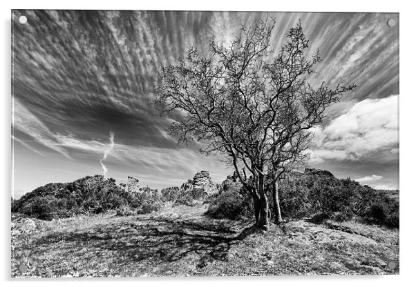  Dartmoor Tree Acrylic by Mark Godden