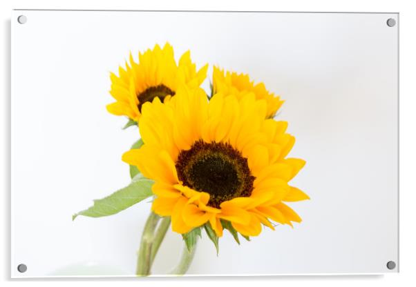 Sunflowers.  Acrylic by Mark Godden