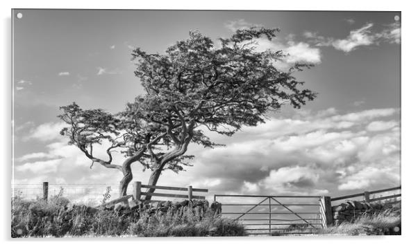 Windy Tree.  Acrylic by Mark Godden