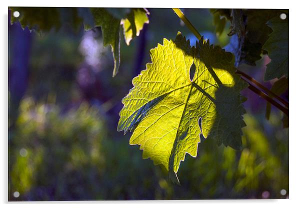  Evening Vine Leaf Acrylic by Graham Thomas