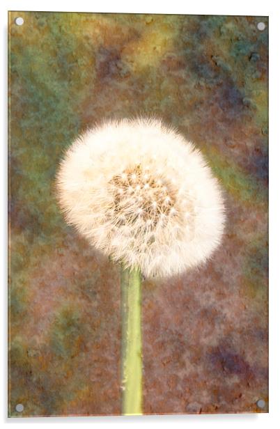  Dandelion Acrylic by Graham Thomas